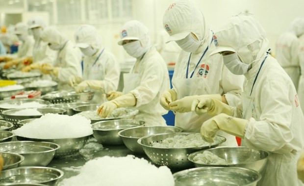 Transformation de crevettes pour l'exportation. Photo: nhandan.vn 