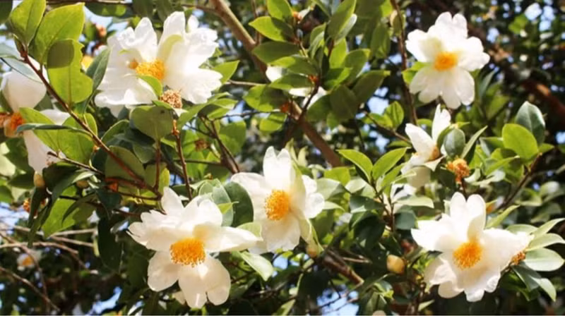 La Fête des fleurs du camélia » aura lieu en décembre 2023 dans la forêt du village de Dông Long. Photo : Portail d'information électronique de Quang Ninh.