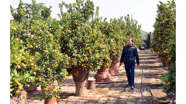Le prix de kumquats cette année devrait, selon de nombreux jardiniers, augmenter de 20 à 40 %. Photo: congthuong.vn
