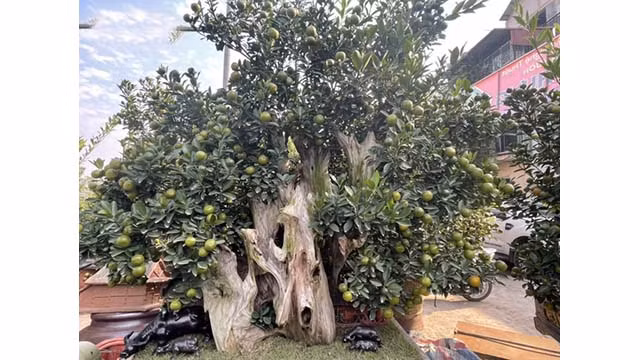 Les jardiniers de kumquats Tu Liên ont tendance à passer de la culture de kumquats en pleine terre à la culture de kumquats dans des pots en céramique. Photo: VOV