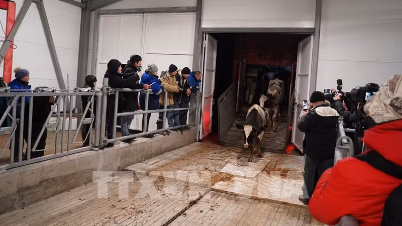 TH-RUS accueille près de 2 400 vaches laitières dans une nouvelle ferme à Kaluga. Photo: VNA