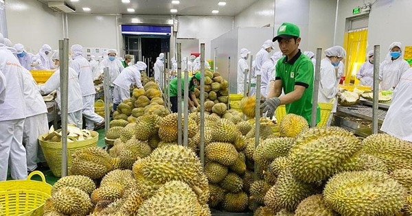 La Chine a augmenté ses importations de riz, de légumes, de fruits et de noix de cajou en provenance du Vietnam. Photo: baodautu