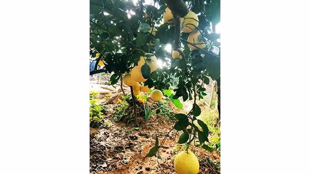  Le pomelo Phuc Trach: Photo : Tuê Nhi/NDEL.