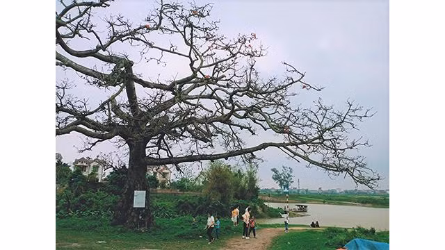 Le bombax ceiba, bien du patrimoine national au confluent de rivières chargées de sédiments culturels. Photo : Minh Minh/NDEL.