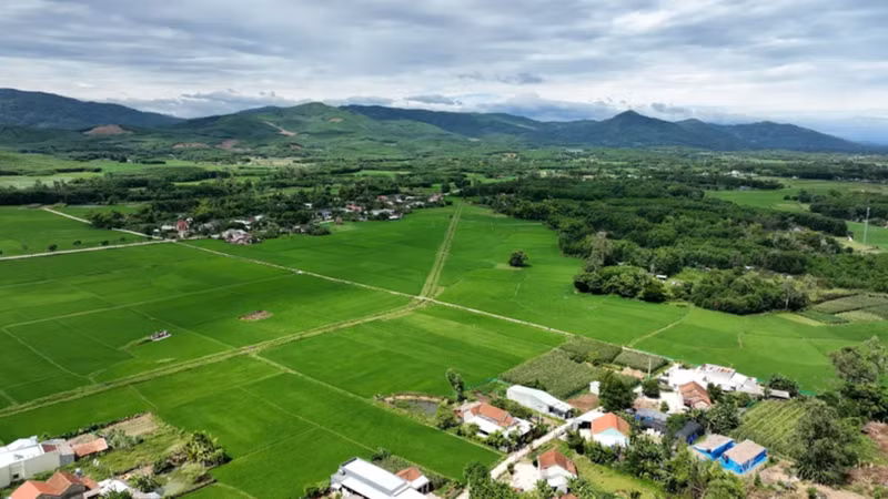 Quang Nam compte 75 projets de liaison dans les domaines de la culture et de l'élevage, dont 66 projets de liaison pour la culture du riz, des légumes, des arbres fruitiers et l'élevage. Photo: NDEL