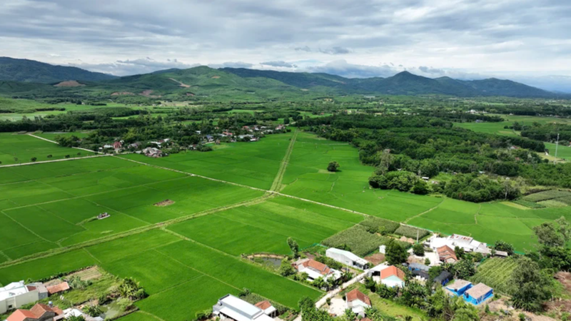 Quang Nam compte 75 projets de liaison dans les domaines de la culture et de l'élevage, dont 66 projets de liaison pour la culture du riz, des légumes, des arbres fruitiers et l'élevage. Photo: NDEL