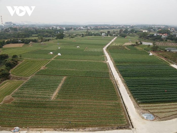 La ville de Dong Trieu possède plus de 260 hectares de culture de fleurs et de plantes ornementales pour le Têt, la commune de Binh Khe en possède à elle seule 185 hectares. Photo: VOV