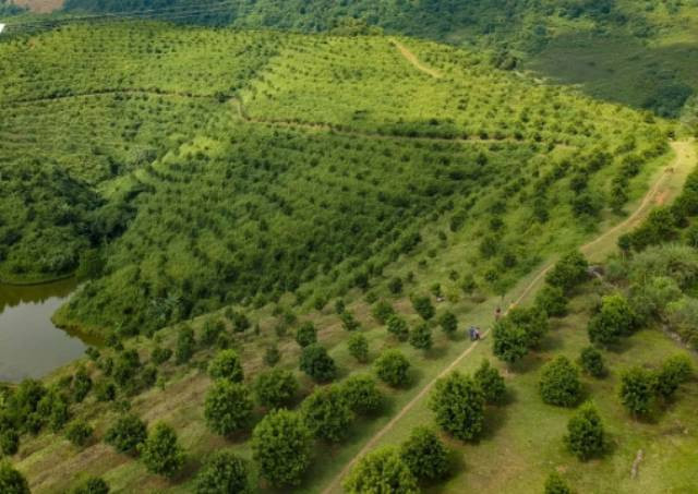 La province de Diên Biên a actuellement développé 10 700 ha de macadamia. Photo : VOV.