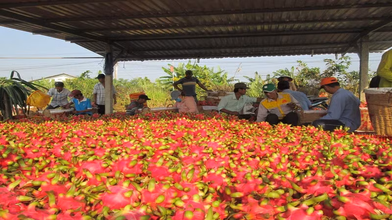 Photo d'illustration : Nhandan.vn