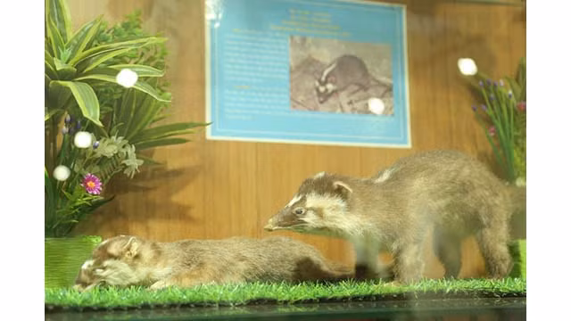 Le musée a actuellement collecté et stocké plus de 3 700 photos, plus de 1 200 spécimens d'animaux et de plantes. Photo : giaoducthoidai.vn