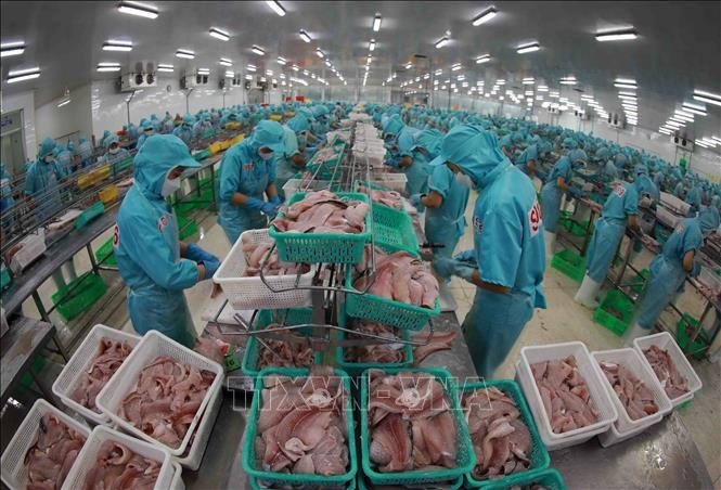 Les exportations de pangasius retrouvent des couleurs en rapportant 725 millions de dollars au cours des cinq premiers mois. Photo : VNA.