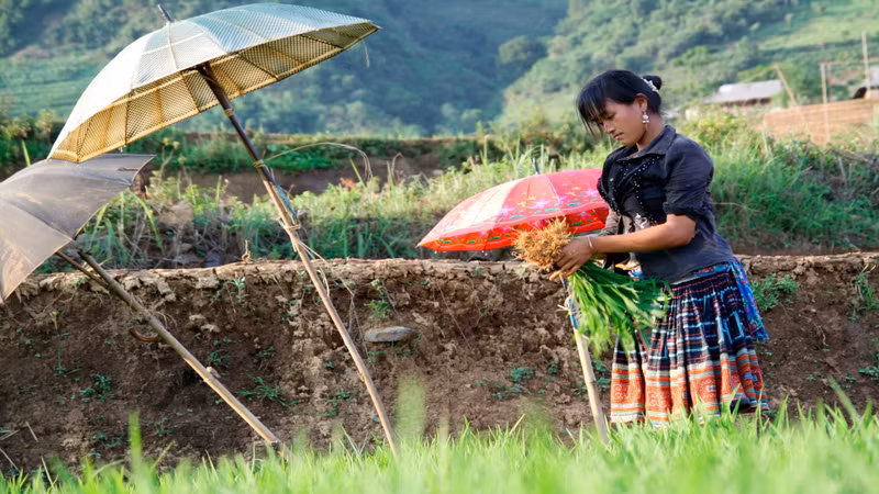 La vie des minorités ethniques de Lai Châu est étroitement liée aux rizières en terrasses. Photo : nhandan.vn