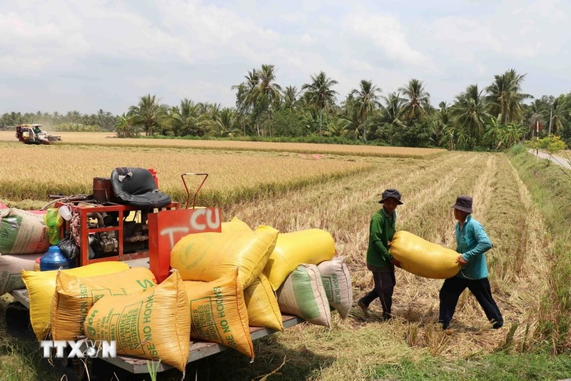Récolte du riz dans la province de Tra Vinh. Photo: VNA