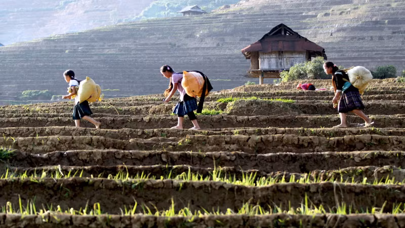 La vie des minorités ethniques de Lai Châu est étroitement liée aux rizières en terrasses. Photo : nhandan.vn