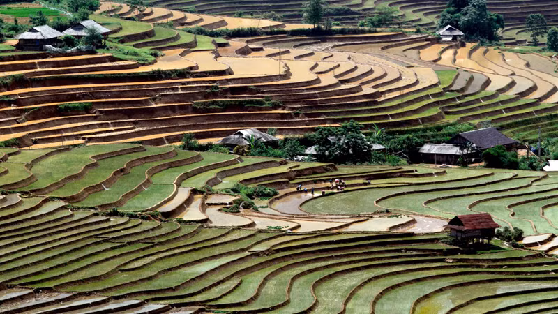 Les maisons traditionnelles des minorités ethniques sont situées parmi les rizières en terrasses, c’est le lieu où sont préservées de nombreuses caractéristiques culturelles agricoles uniques de la région du Nord-Ouest. Photo : nhandan.vn