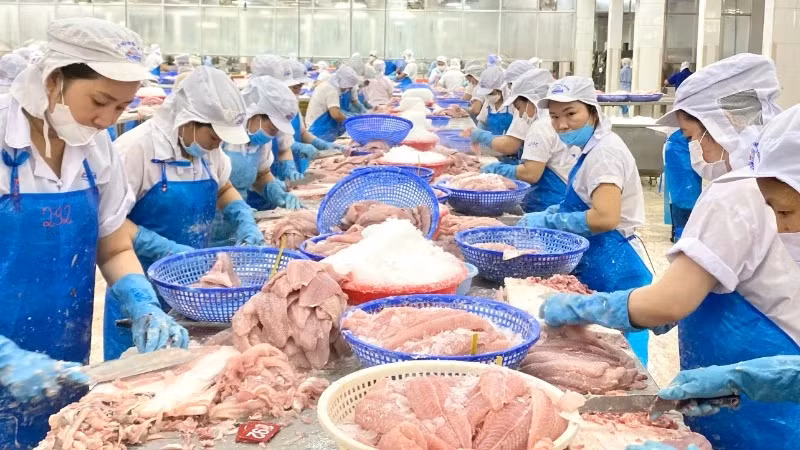 Le Brésil reste le principal marché unique consommant massivement les produits de pangasius en provenance du Vietnam, en particulier les filets de pangasius surgelés. Photo : nhandan.vn