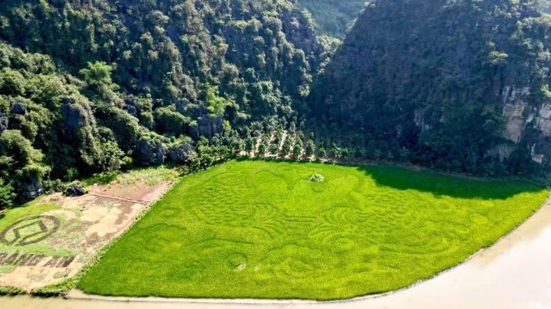 Cette année, le tableau « La carpe franchissant la porte du dragon » présente de nombreux détails complexes et une combinaison de couleurs entrelacées, ce qui exige une plantation de riz selon des instructions précises, ainsi qu’un repiquage, un éclaircissage, un entretien et des ajustements en temps opportun. Photo: nhandan.vn