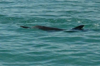 Un banc de plusieurs dizaines de dauphins près de la zone de Hon Dung, à environ 10 km de la côte de Nha Trang. Photo : lifestyle.znews.vn