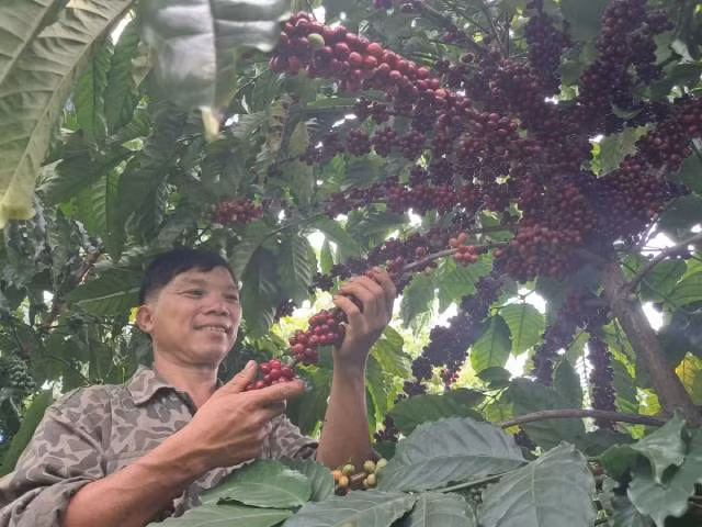 Le jardin de café biologique de M. Dinh Van Viet à Dak Nia, Gia Nghia. Photo : congthuong.vn