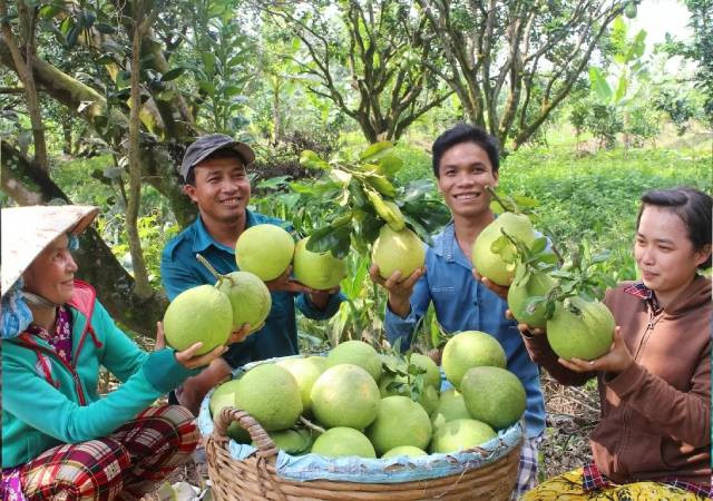 Le pamplemousse Nam Roi, les oranges de Cao Phong… sont autant de marques vietnamiennes qui ont su s’imposer et affirmer leur position sur le marché britannique. Photo : congthuong.vn 