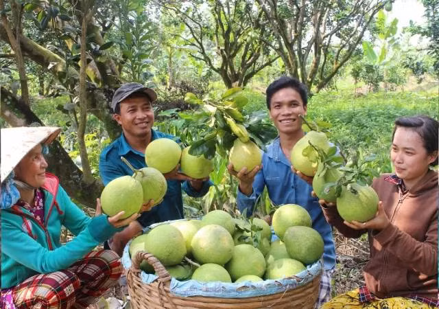 Le pamplemousse Nam Roi, les oranges de Cao Phong… sont autant de marques vietnamiennes qui ont su s’imposer et affirmer leur position sur le marché britannique. Photo : congthuong.vn 