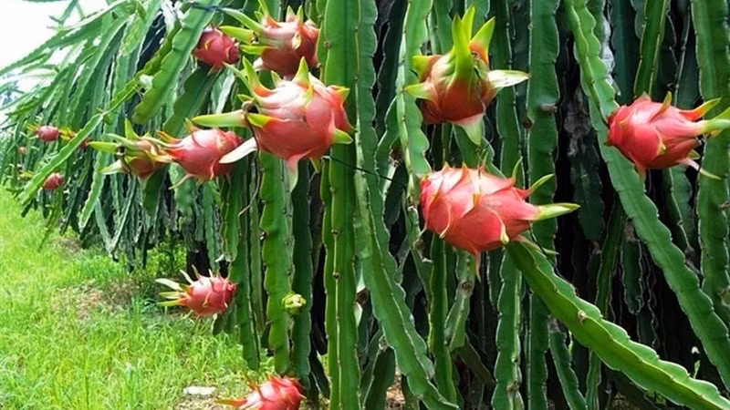 Le fruit de dragon. Photo: thoidai.com.vn