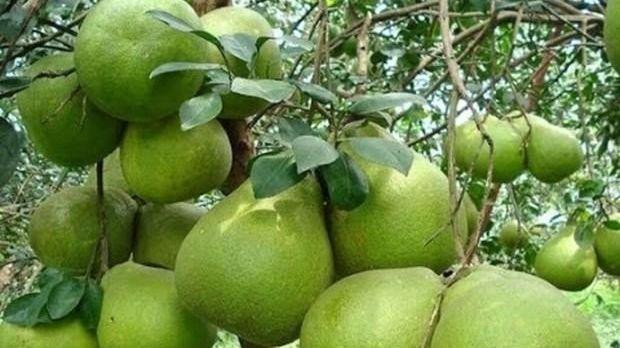 Les indicatifs régionaux favorisent les exportations de pamplemousse