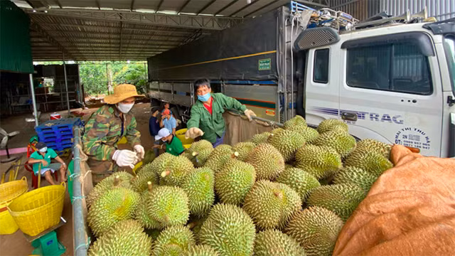 Le durian. Photo: baodautu