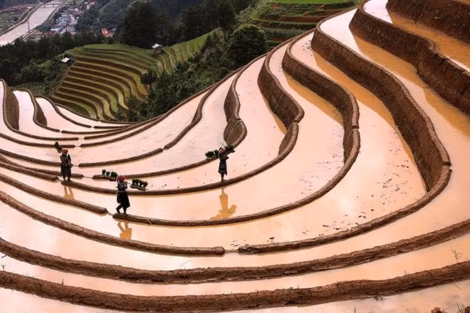 L'eau descend des ravins, à travers des tubes de bambou, se déversant sur la surface du champ en formant de nombreuses taches de couleurs différentes: le brun des alluvions, le vert des plants semés.