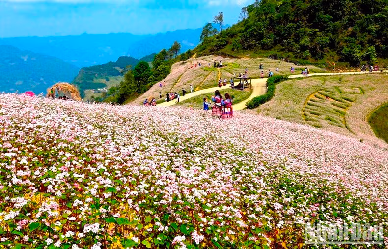 Des sarrasins fleurissent sur les flancs des collines, attirant les visiteurs à découvrir l'ancienne terre de Si Ma Cai, en amont de la rivière Chay. Photo : DINH NAM/NDEL.