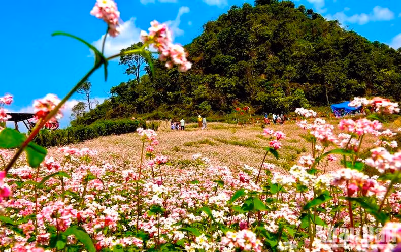 Une colline de fleurs de sarrasin violet dans le district de Si Ma Cai. Photo : DINH NAM.