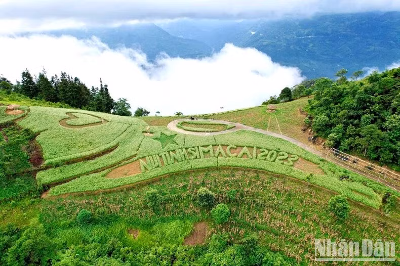 La colline de fleurs de sarrasin blanc de la famille Cu Seo Tro, à Phô Thâu dans le district de Si Ma Cai, est une destination préférée des touristes pour les jours fériés. Photo : DINH NAM.