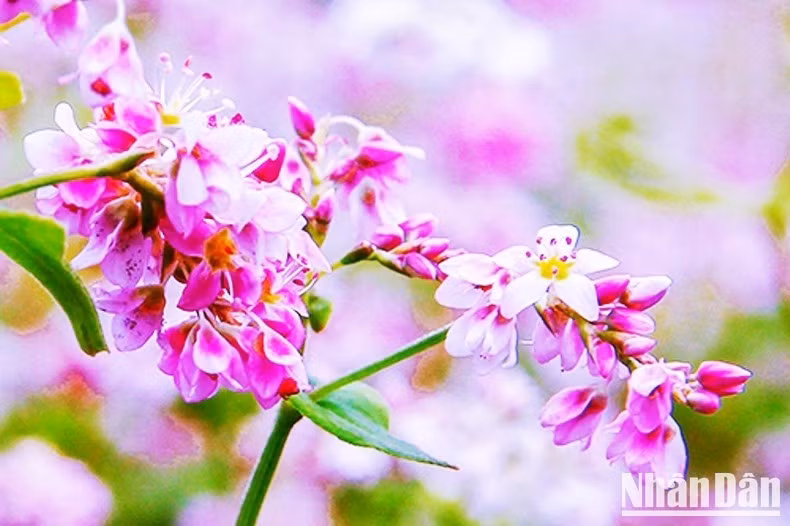 De fins pétales violets sous le rayon du soleil d’automne. Photo : DINH NAM.