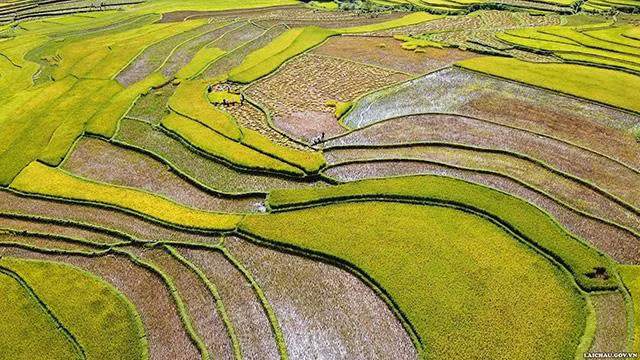 Le rendement annuel du riz du district de Than Uyên atteint toujours une moyenne de 55 - 60 quintaux/ha. Photo : TTTTXTDL Lai Châu.