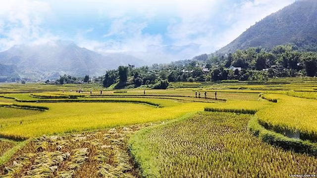 Après un jour de la récolte. Photo : TTTTXTDL Lai Châu.
