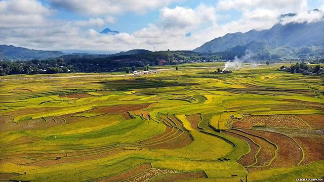 Une couleur dorée de riz dans le champ de Muong Than, commune de Muong Than, district de Than Uyên. Photo : TTTTXTDL Lai Châu