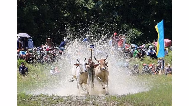 Des paires de bœufs se précipitent vers la ligne d'arrivée. Photo: VNA