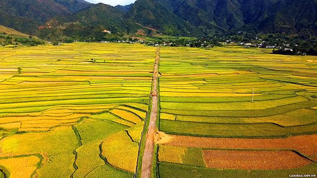 Une couleur dorée de riz dans le champ de Muong Than, commune de Muong Than, district de Than Uyên. Photo : TTTTXTDL Lai Châu.