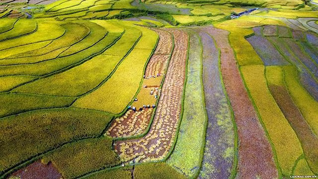 Les gens récoltent rapidement du riz. Photo : TTTTXTDL Lai Châu.