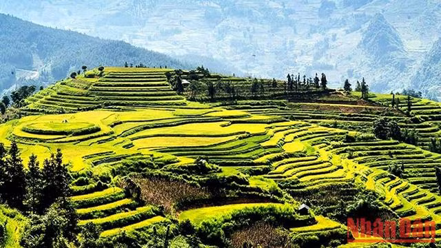 La saison "côm" (jeune riz gluant) d’automne sur le plateau blanc de Bac Hà. Photo: NDEL