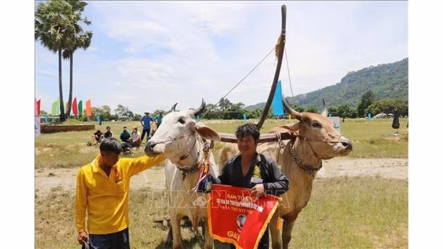 Remise de prix aux bœufs gagnants. Photo : VNA.