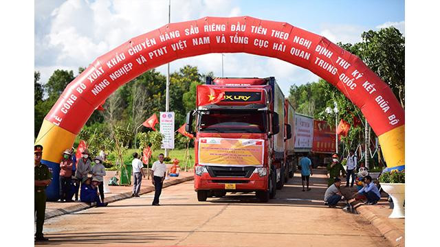 Le premier lot de durians vietnamien exporté vers la Chine. Photo : VNA.