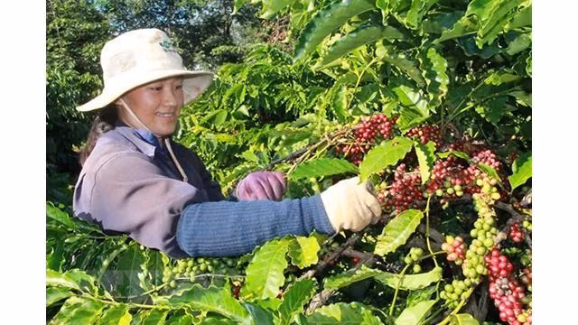 L'Algérie est un marché potentiel pour l’exportation de café vietnamien. Photo: VNA