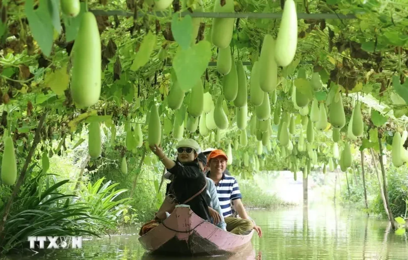 L'agrotourisme, englobant des activités liées à l’agriculture, aux agriculteurs et aux paysages ruraux, est un type de tourisme innovant offrant des expériences immersives, divertissantes et éducatives, de plus en plus prisé. Photo : VNA.