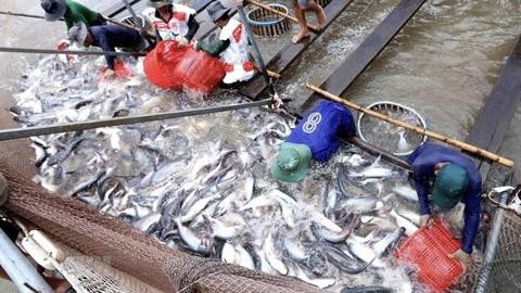 Les produits aquatiques du Vietnam sont appréciés sur près de 200 marchés du monde. Photo: VNA