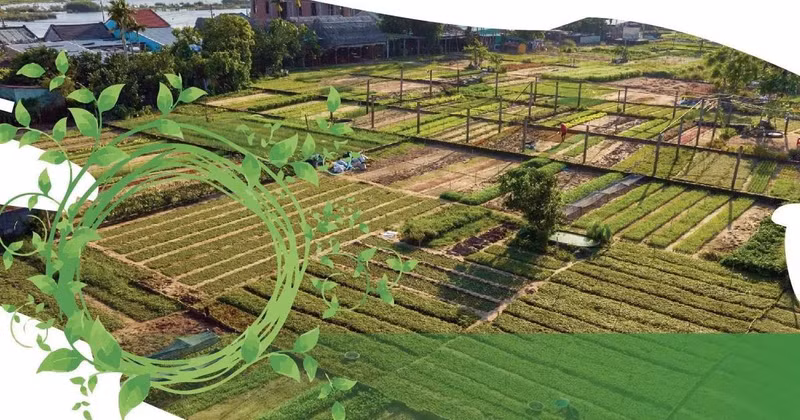 OMT : Le bonheur est dans le village maraîcher de Trà Quê