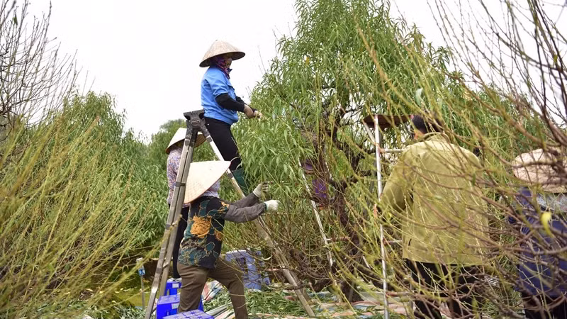 Les horticulteurs doivent embaucher des tailleurs de feuilles saisonniers. Photo : VOV.