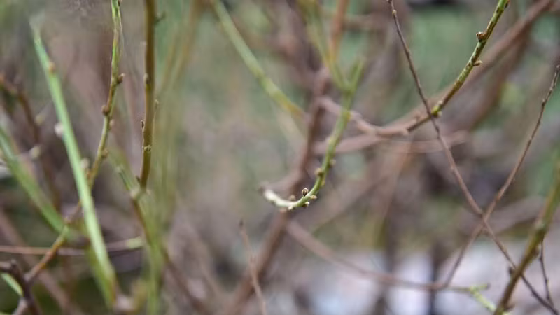 Les feuilles de pêchers sont taillées très tôt pour se prêter à servir les gens pendant le Têt traditionnel. Photo : VOV.