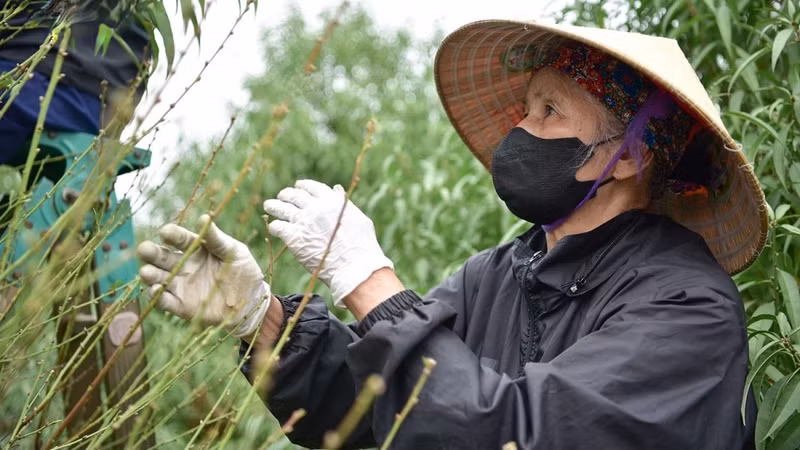 La taille des feuilles doit être effectuée très soigneusement pour protéger les boutons à fleurs. Photo : VOV.