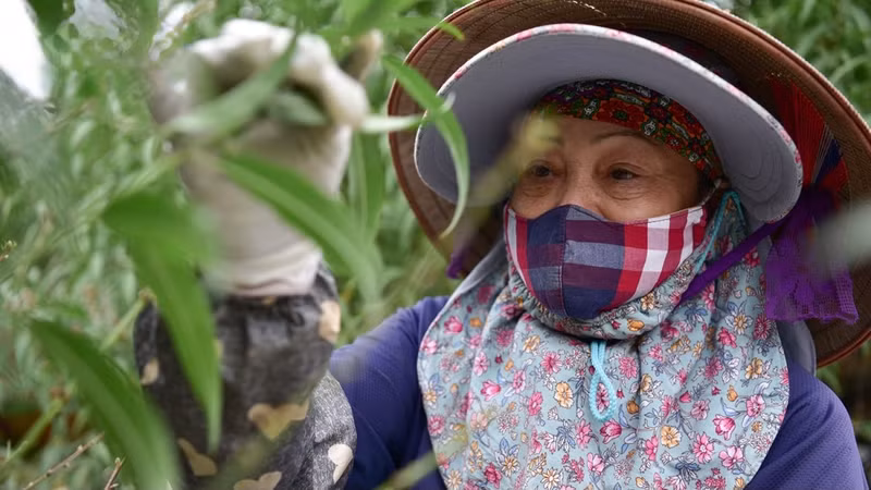 L’utilisation de la technique de taille des feuilles peut également aider les pêcher à fleurir tôt ou tard pour être rapidement mises en vente. Photo : VOV.